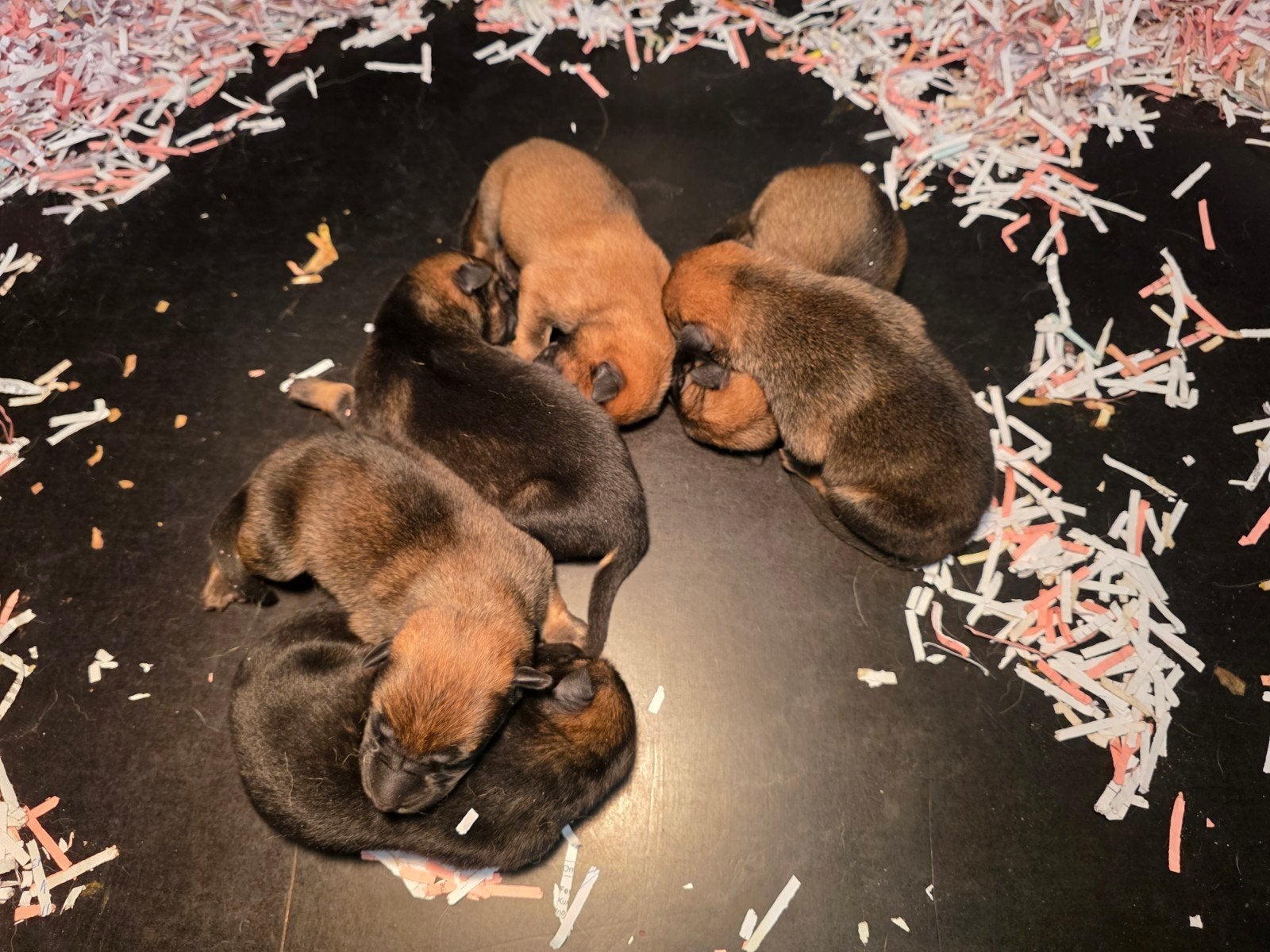 Duitse herder x mechelse herder pups, Parvo, 8 tot 15 weken, Meerdere, Meerdere dieren