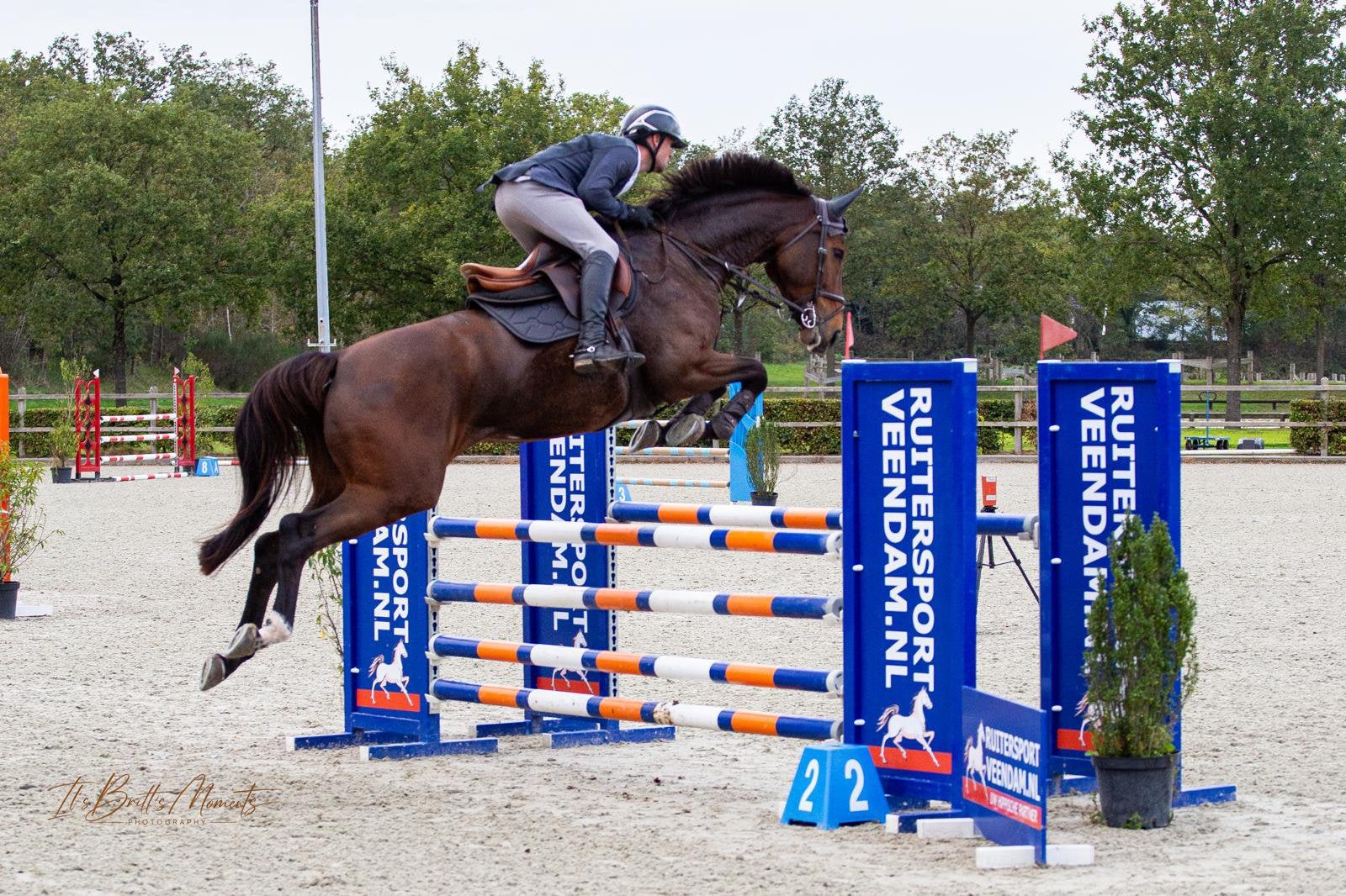 6-jarige merrie | Comthago VDL  Burggraaf, Merrie, Springpaard, M, 170 tot 175 cm