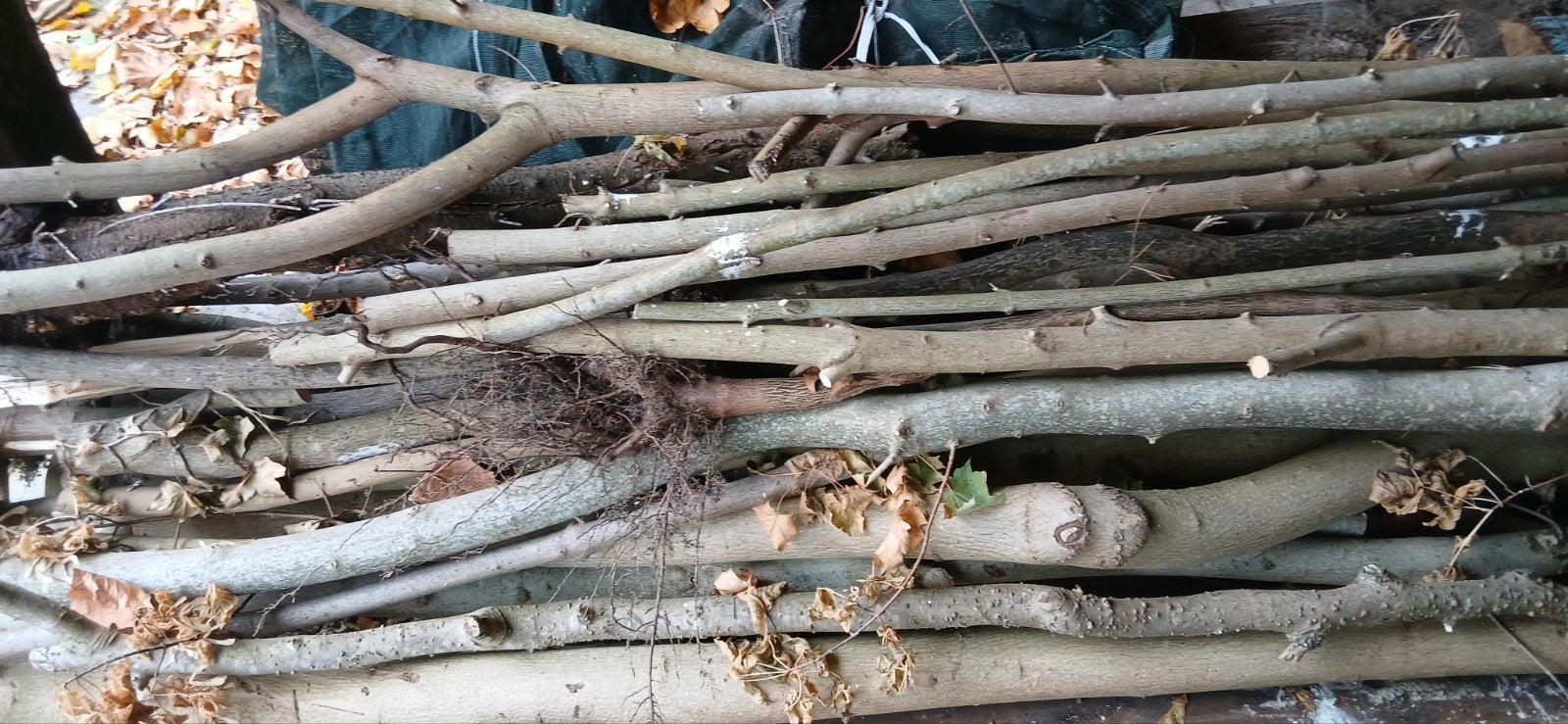 gratis brandhout vuurton, Minder dan 3 m³, Ophalen, Overige houtsoorten, Stammen