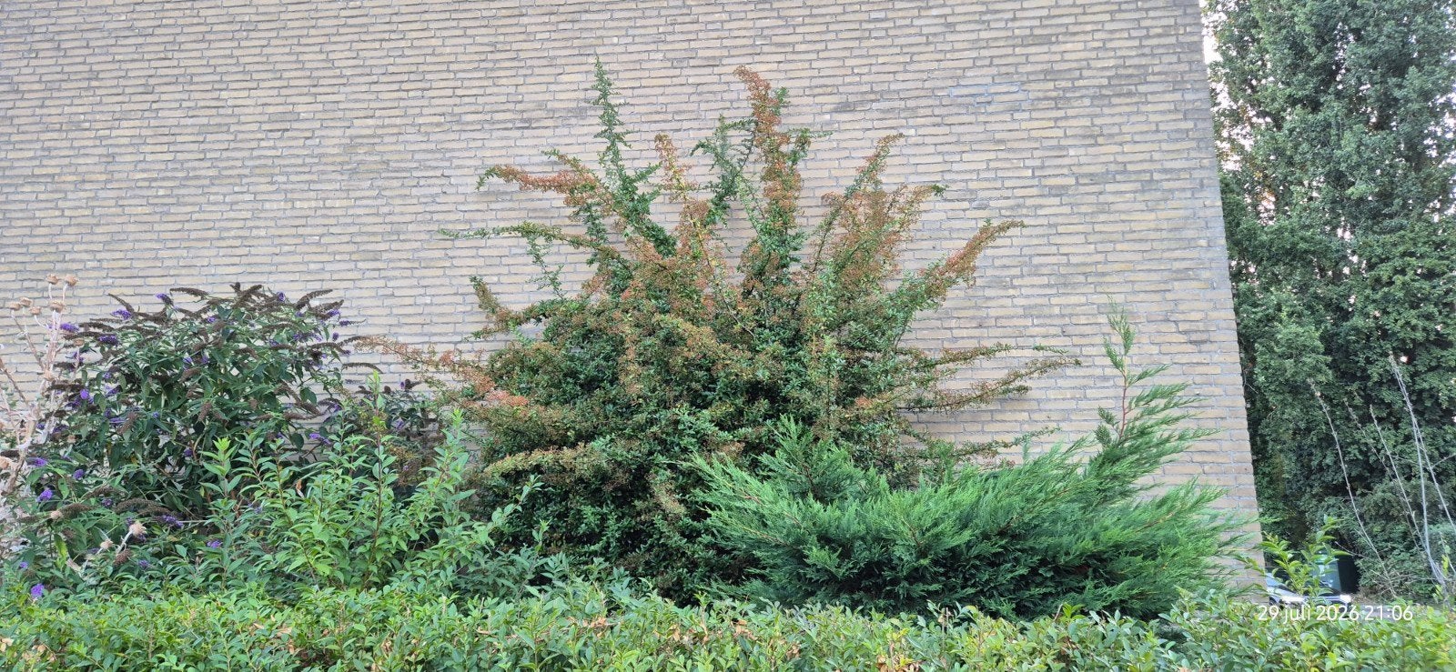 Conifeer, Cotoneaster en Vlinderstruik GRATIS af te halen, Ophalen
