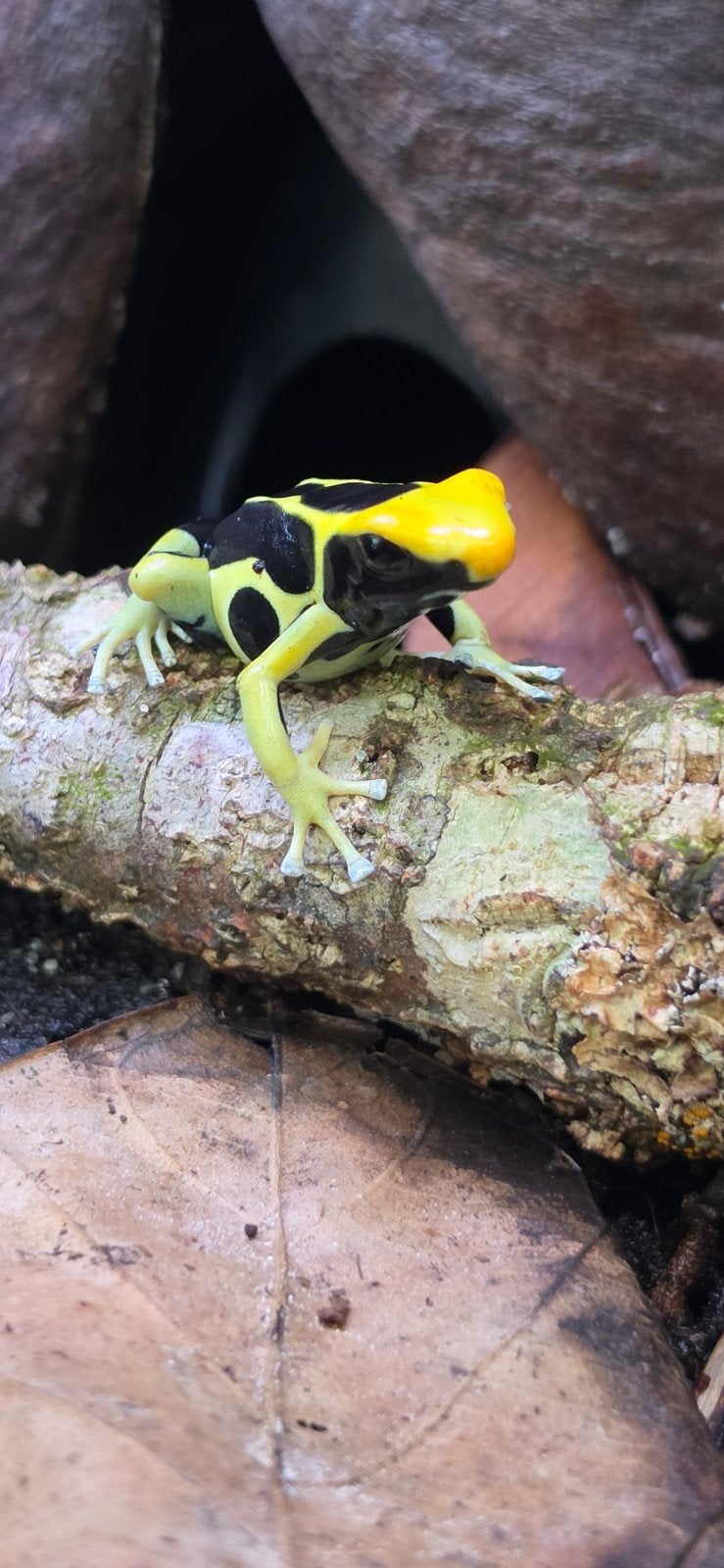 pijlgifkikker Frog photo 7