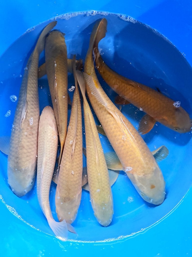 Japankoi, goromo, kohaku, sanke, showa, shusui, chagoi,, Karper of Koi