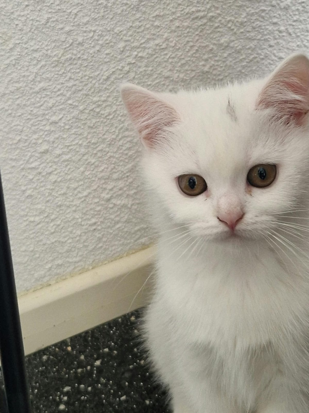 Britse korthaar kittens, Dieren en Toebehoren, Meerdere dieren, Kortharig, 0 tot 2 jaar