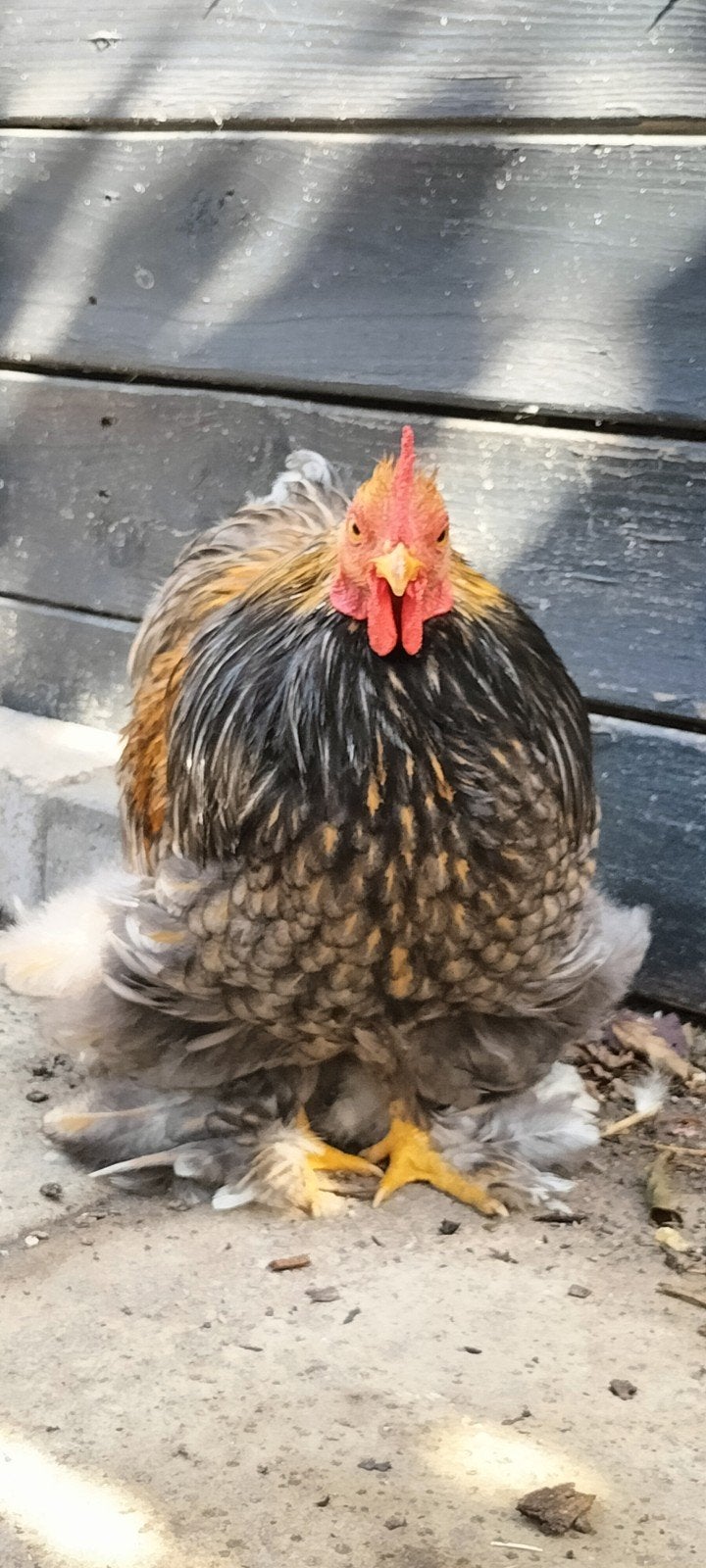 Chochin hennetjes haantjes, Dieren en Toebehoren, Pluimvee, Mannelijk, Kip
