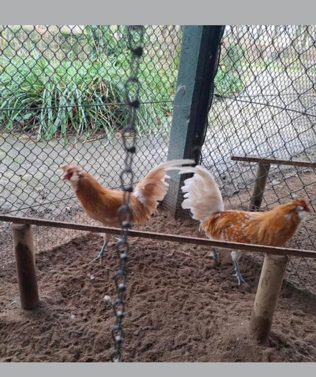 Brabanter hanen, Dieren en Toebehoren, Mannelijk, Kip