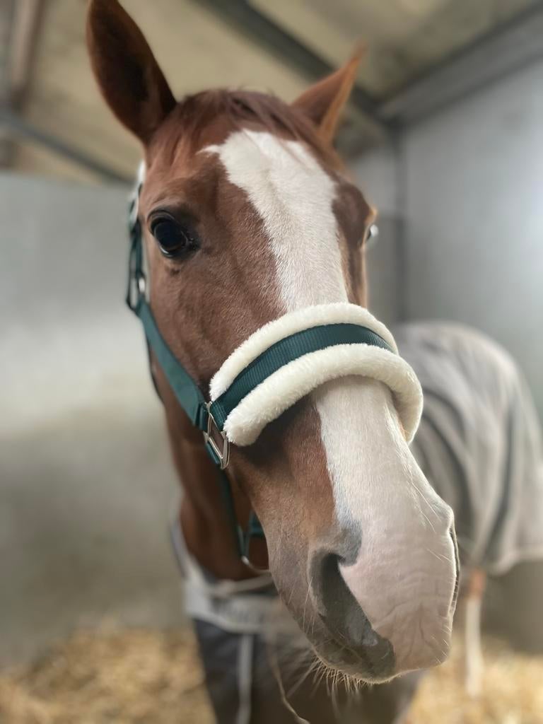 Agradi halsters maat pony en full, Dieren en Toebehoren, Ophalen of Verzenden, Zo goed als nieuw, Overige soorten