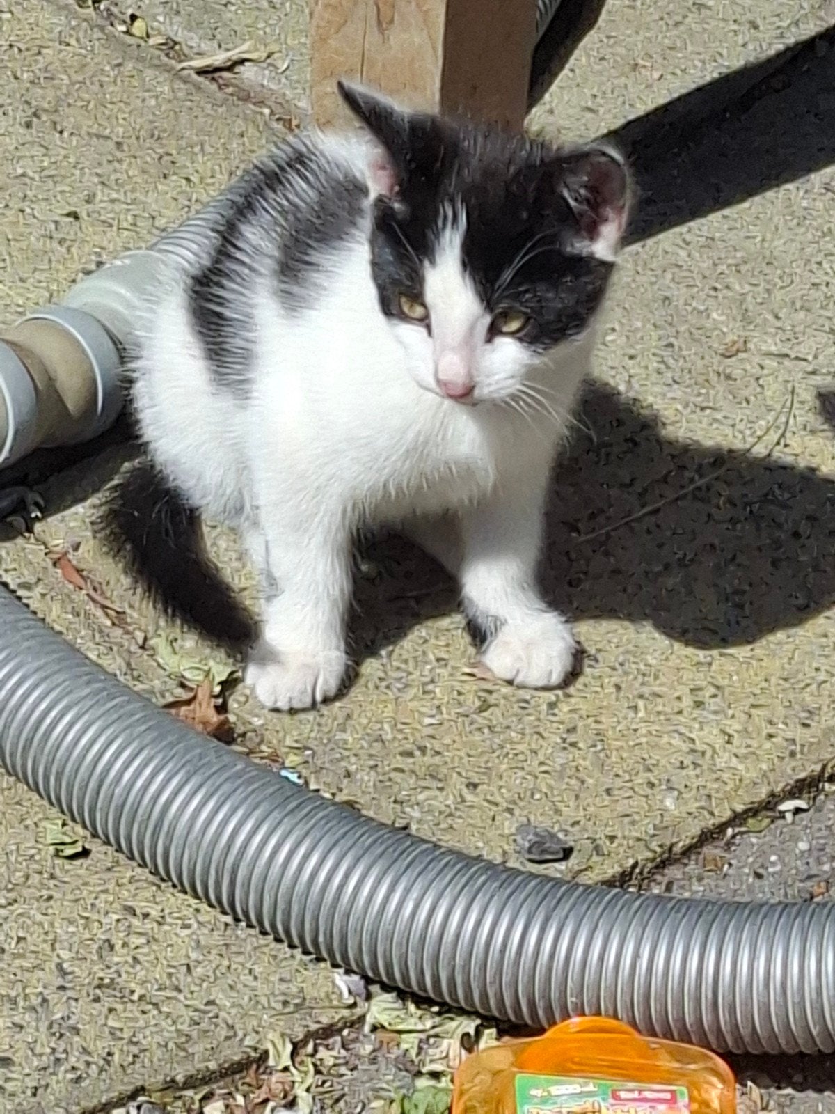 kitten katertje, laatste uit nest, Kater, Ontwormd