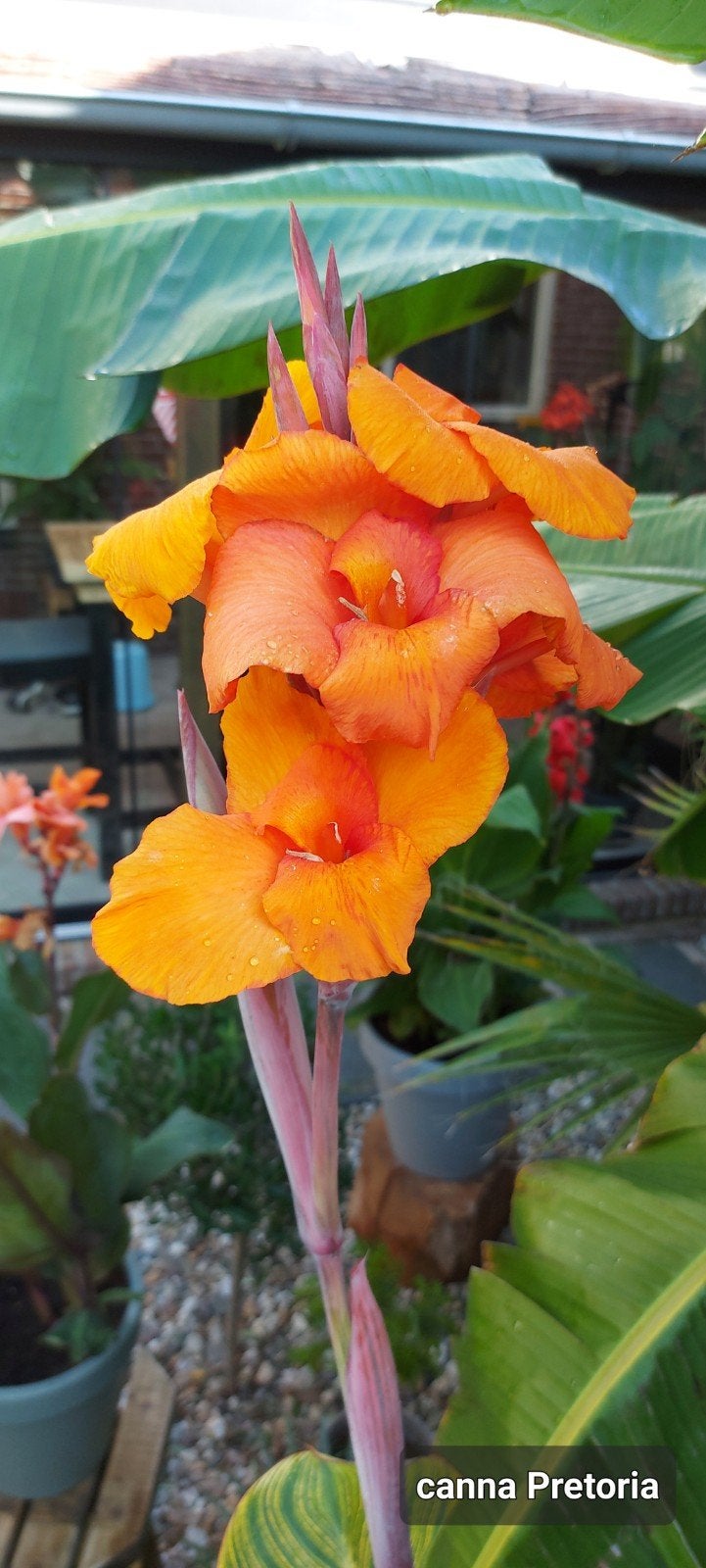 Canna Pretoria, Ophalen, Volle zon, Knol