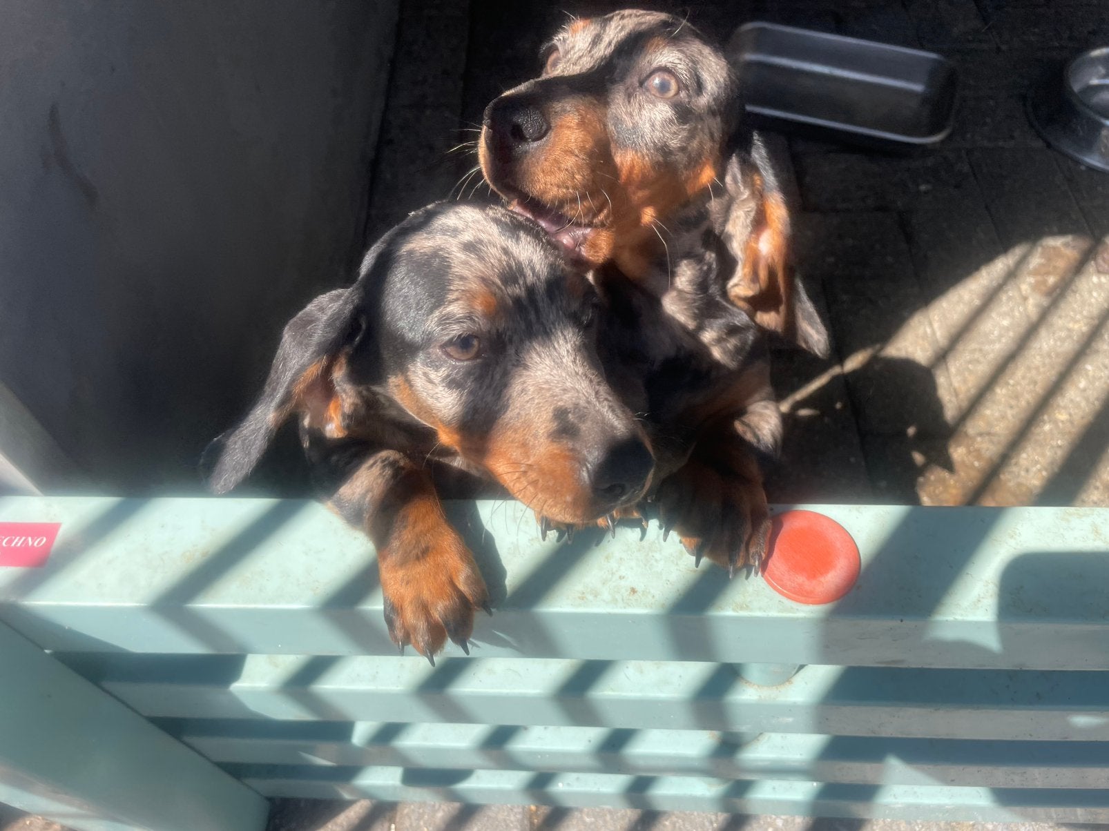 Teckel pups 900, Dieren en Toebehoren, Parvo, Standaard, 8 tot 15 weken, Korthaar