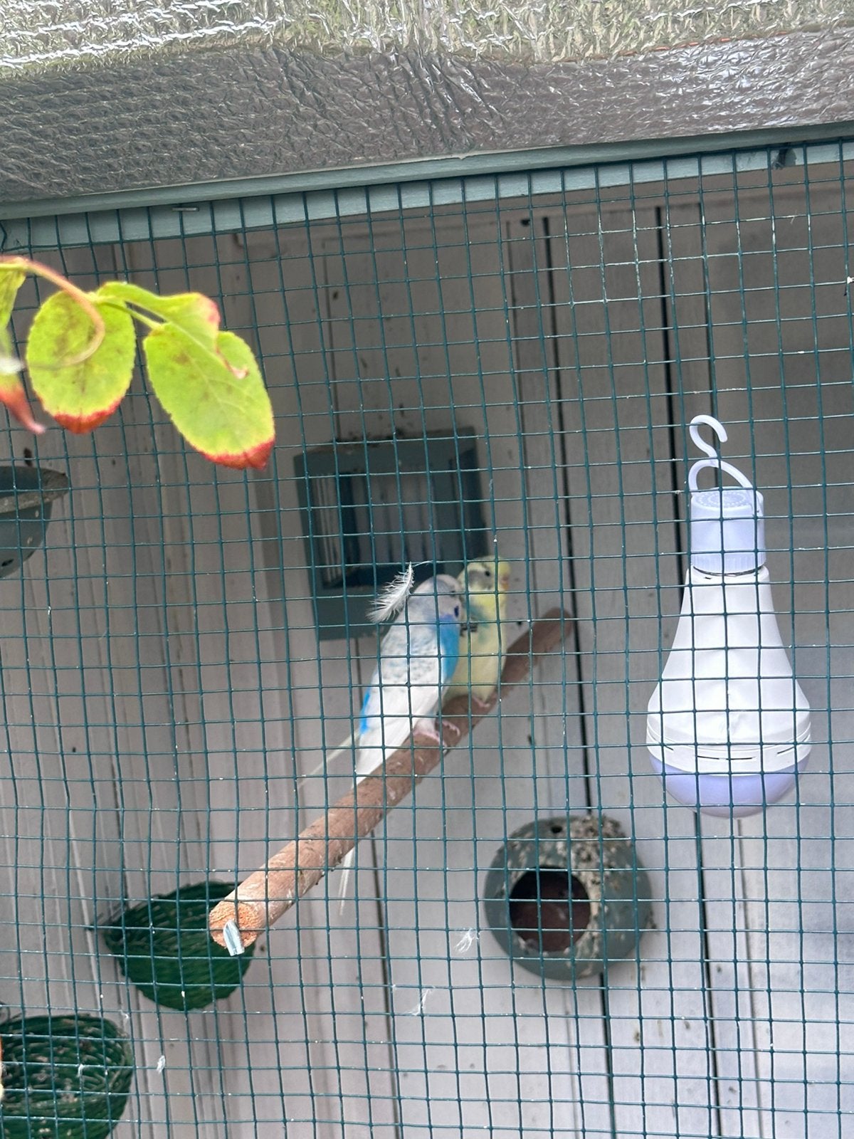 Grasparkiet koppel, Meerdere dieren, Parkiet