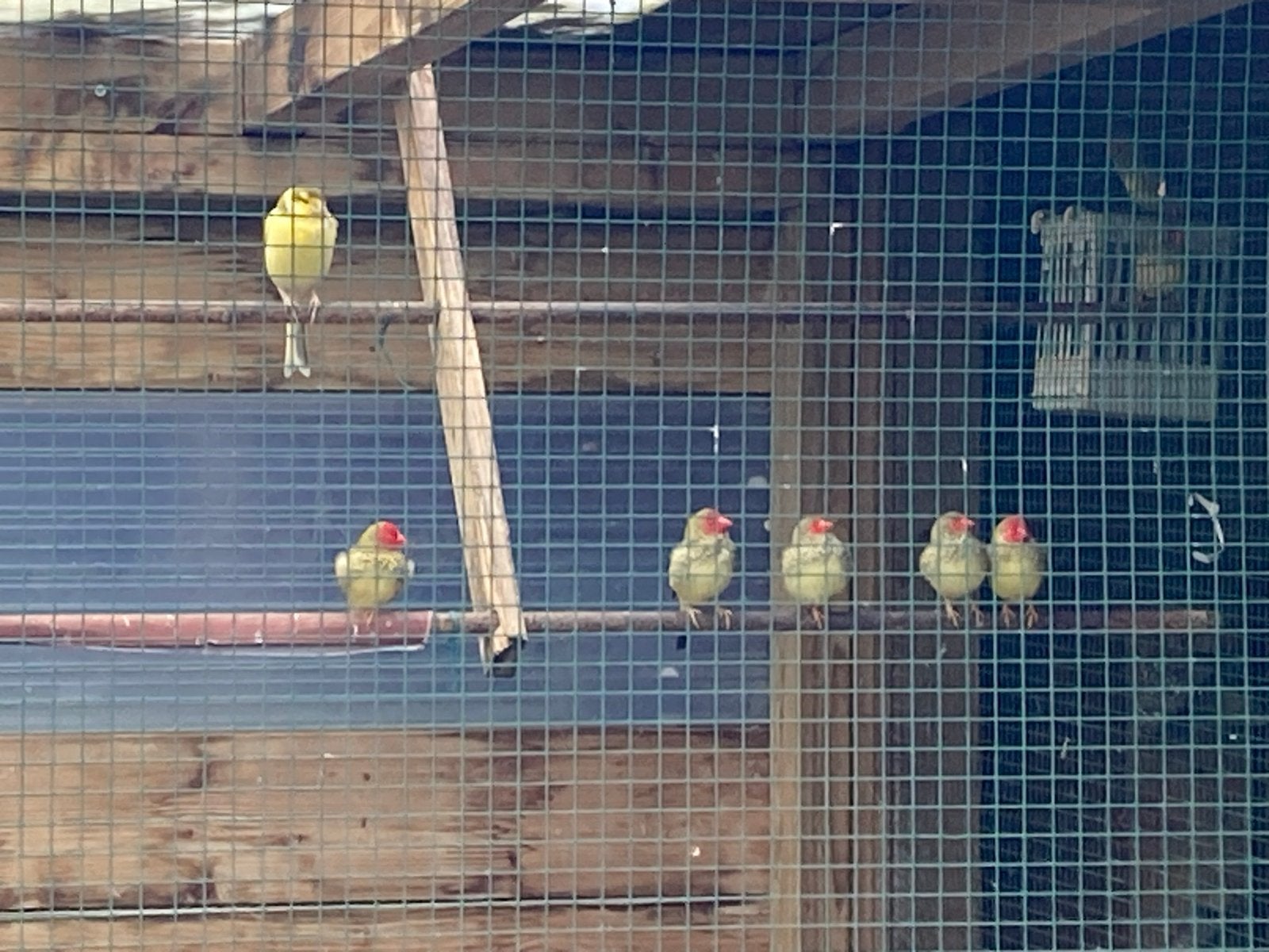 Binsenastrildes en kanarie, Dieren en Toebehoren, Vogels | Overige Vogels, Meerdere dieren
