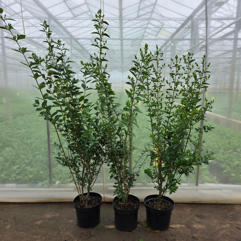 Ligustrum ovalifolium - Haagliguster voor een dichte haag, Ophalen of Verzenden, Liguster, Haag, 100 tot 250 cm