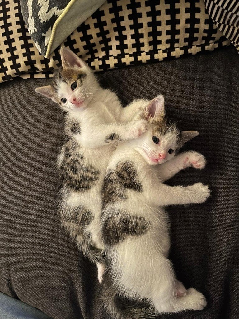 Cyperse kittens - poes en kater, Poes, Ontwormd, 0 tot 2 jaar
