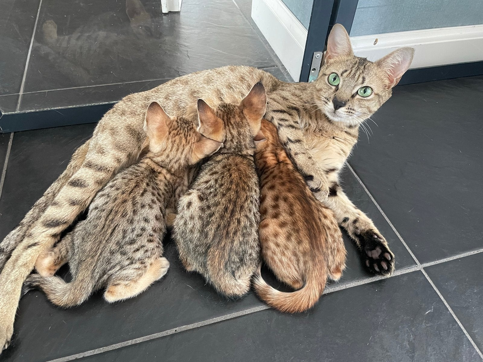 Savannah kittens, Meerdere dieren, Kortharig, 0 tot 2 jaar