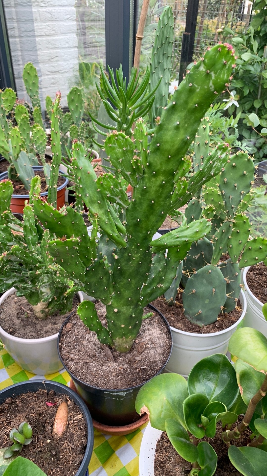 Cactus plant met pot€12, Huis en Inrichting, Kamerplanten, Ophalen, Cactus, Volle zon, Minder dan 100 cm