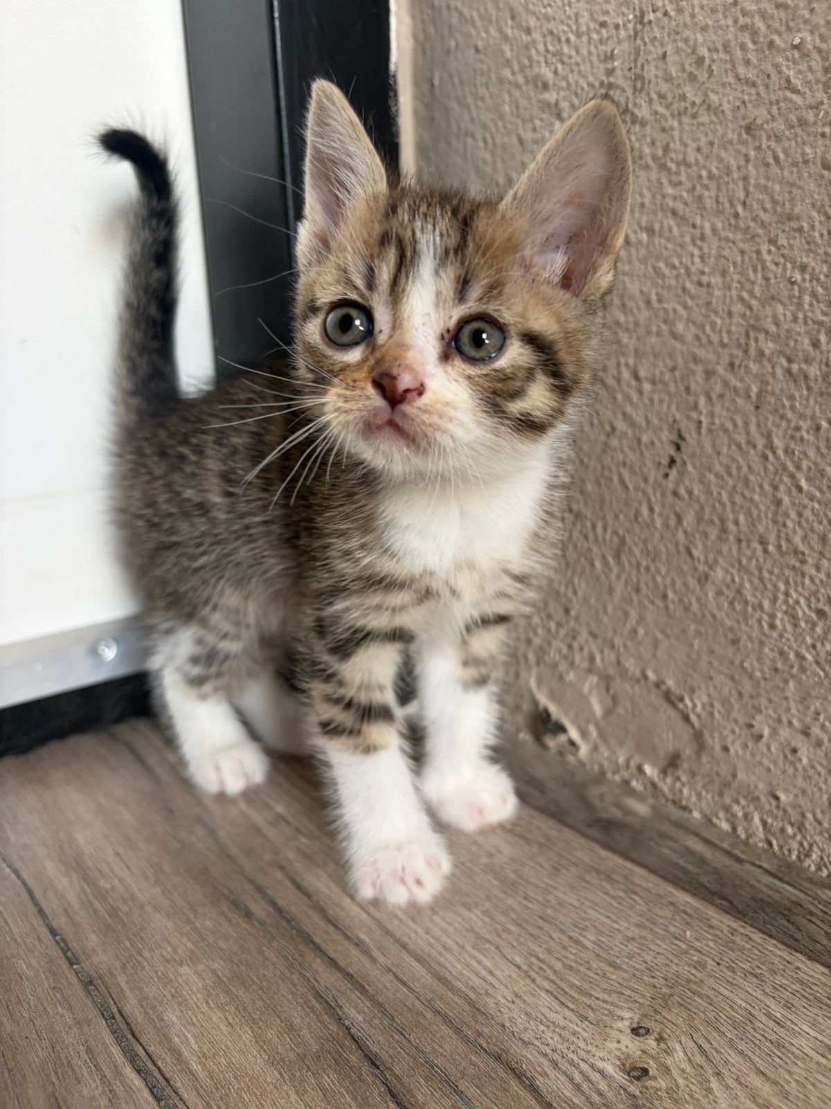 Nog 1 lieve kater beschikbaar – 5 al gereserveerd, Meerdere dieren