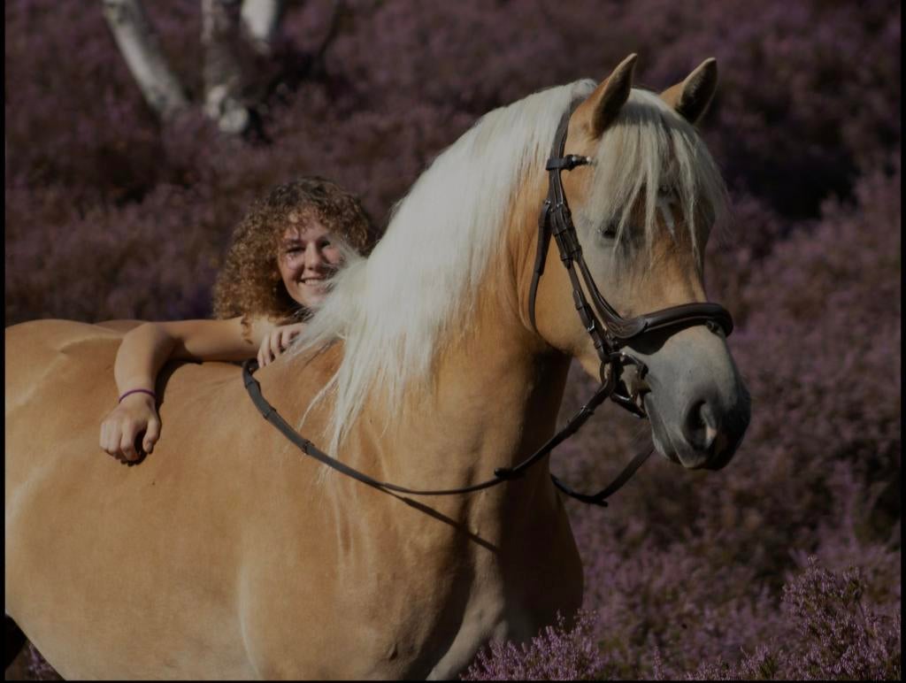 Super knappe en talent volle Haflinger merrie, Merrie, Minder dan 160 cm, Recreatiepaard