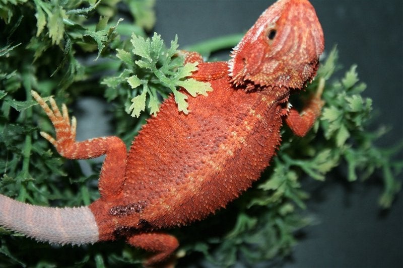 Baardagamen Bearded Dragons Red Bleu-tiger Hypo Trans Bearded Dragon photo 18