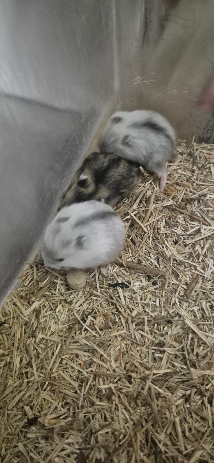 Tamme baby dwerghamsters, Dieren en Toebehoren, Hamster, Augustus, Meerdere dieren, Tam