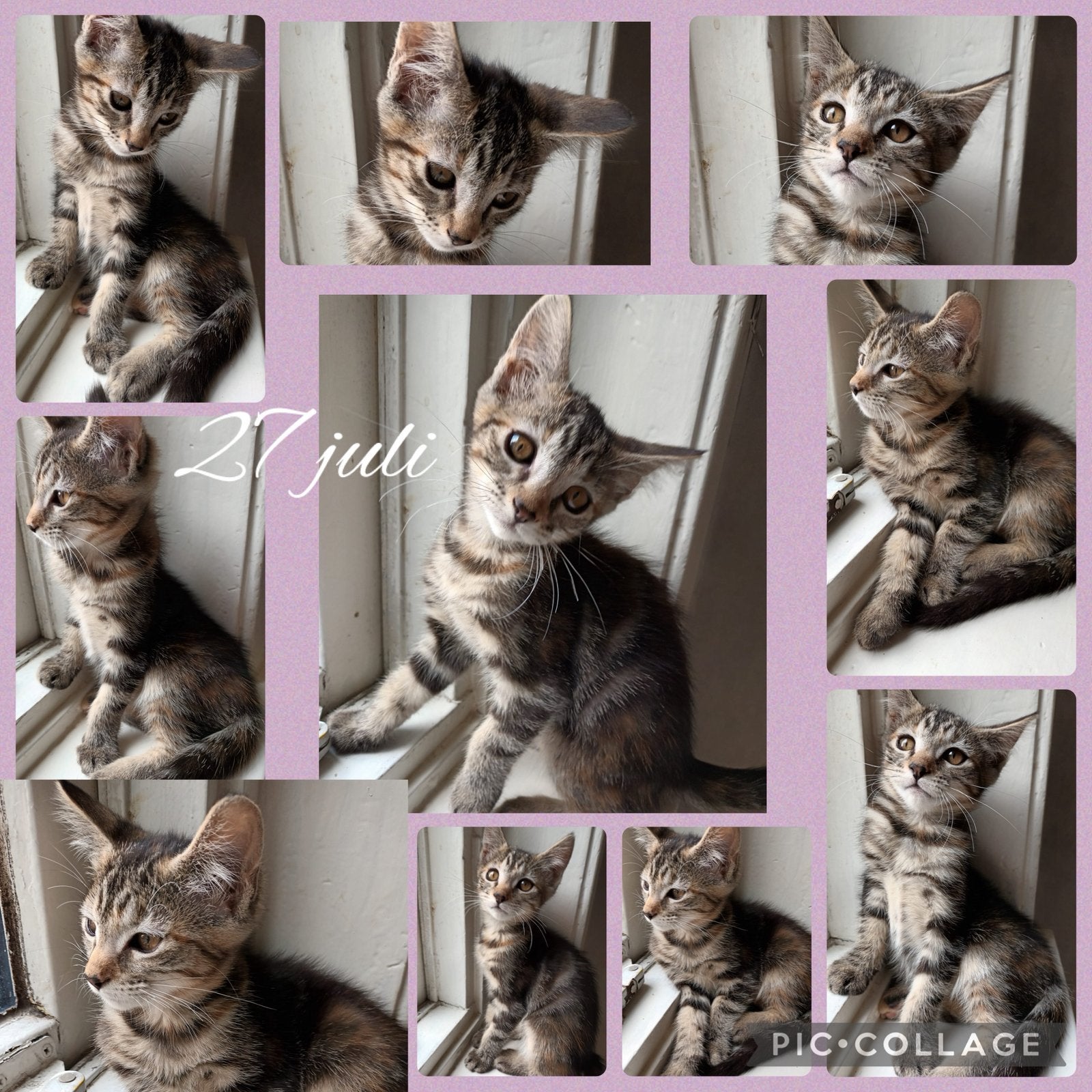 Prachtige Maine Coon  X Perzische 1 POESJE  BESCHIKBAAR, Meerdere dieren, Ontwormd