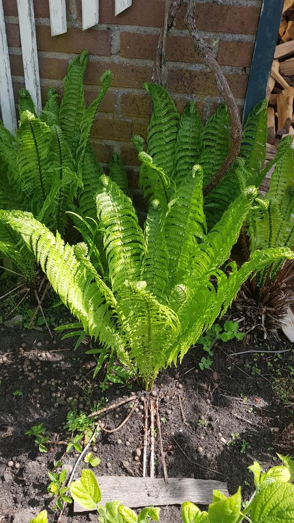 Varens volwassen planten bijna gratis, zie omschrijving, Tuin en Terras, Ophalen of Verzenden, Bloeit niet, Varens, Halfschaduw