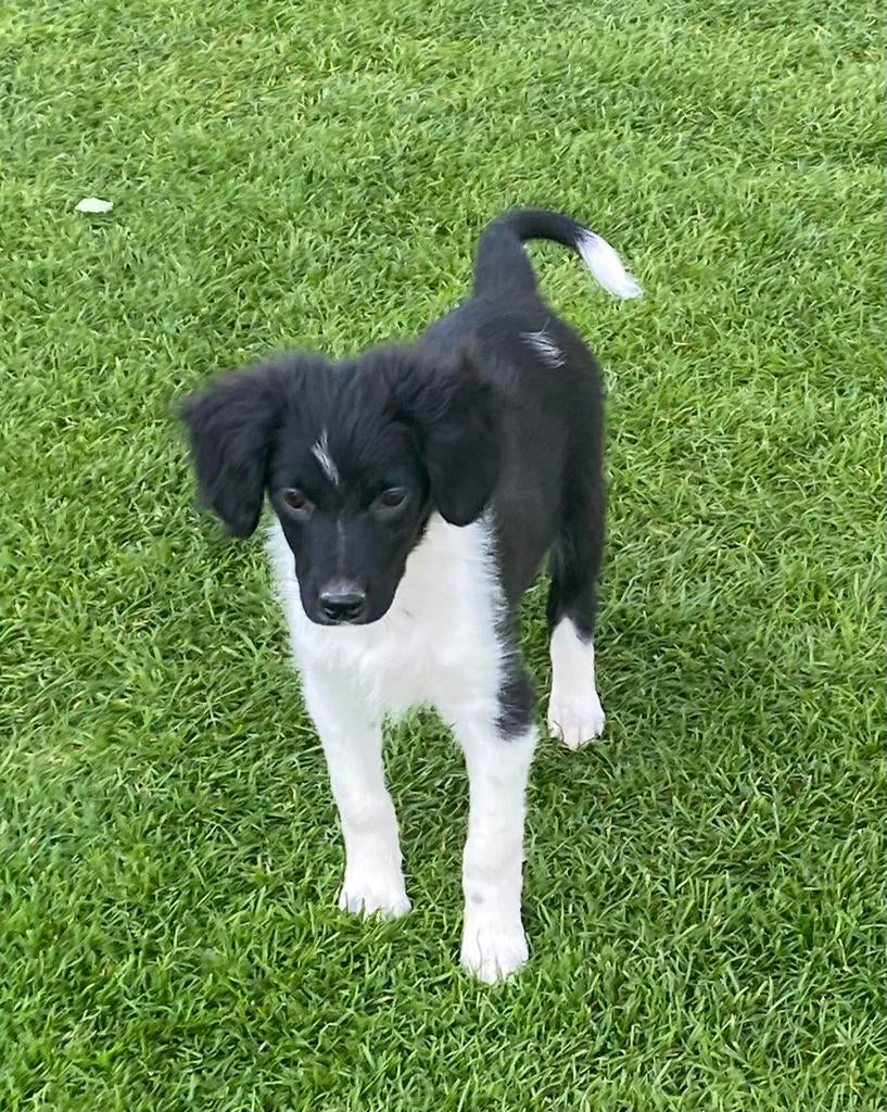 Prachtige BORDER COLLIE x FRIESE STABIJ pup - reutje, Parvo, Nederland, Reu, 8 tot 15 weken