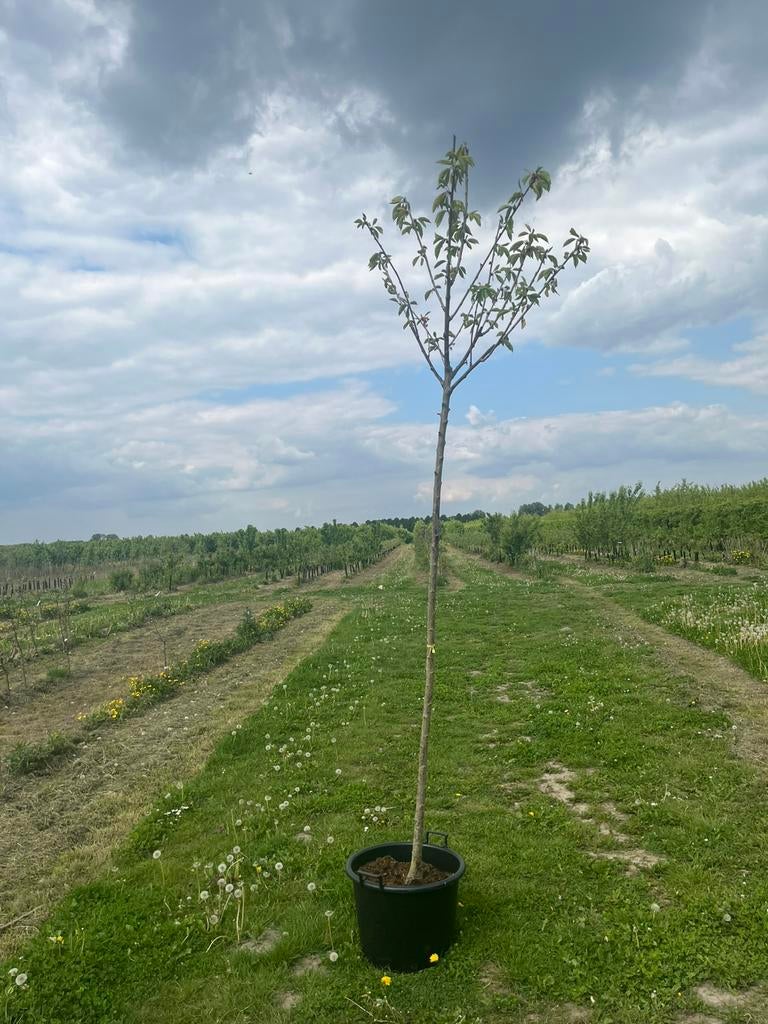 Kersen-appel-peer-pruimen boom Hoogstam fruitbomen, Ophalen of Verzenden, Lente, Volle zon, Overige soorten