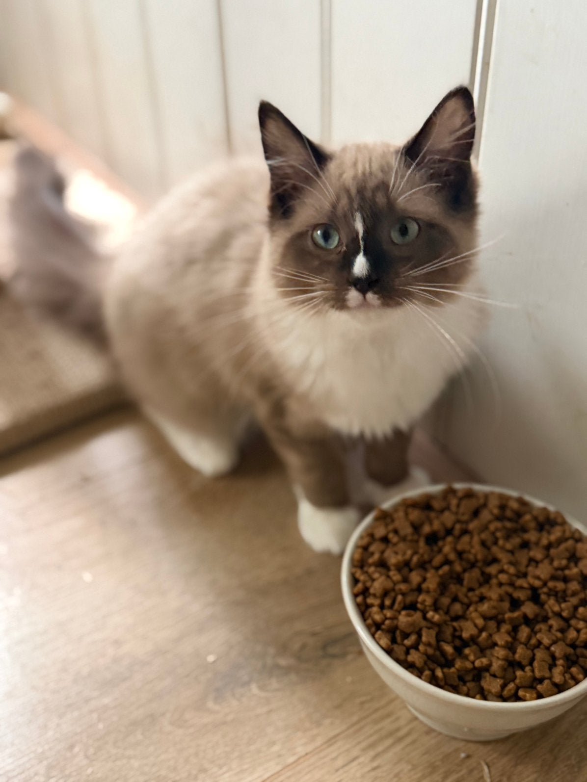 Ragdoll kittens uit geteste ouders, Dieren en Toebehoren, Meerdere dieren, Gechipt, 0 tot 2 jaar