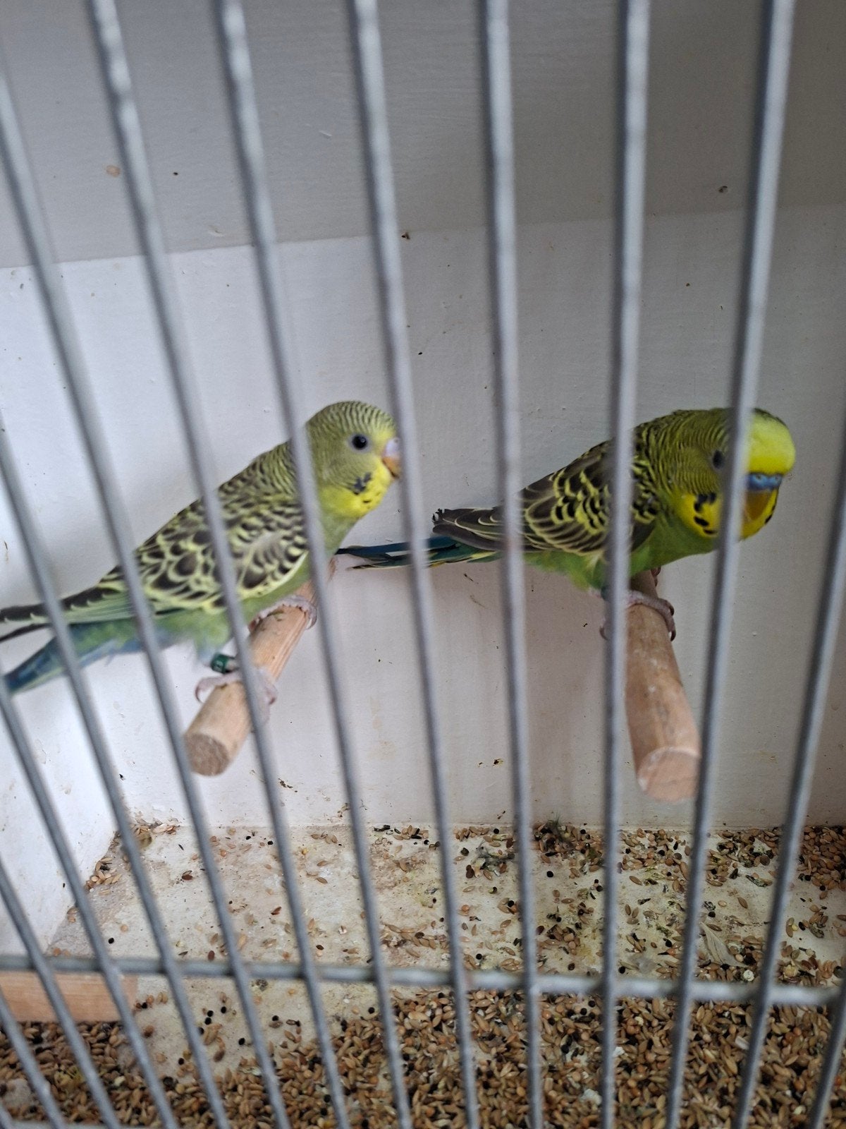3 koppels split blackface grasparkieten, Dieren en Toebehoren, Vogels | Parkieten en Papegaaien, Meerdere dieren, Parkiet