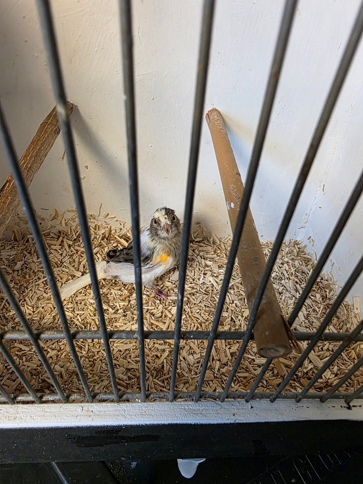 Jonge harlekijn, Dieren en Toebehoren, Vogels | Overige Vogels, Geringd