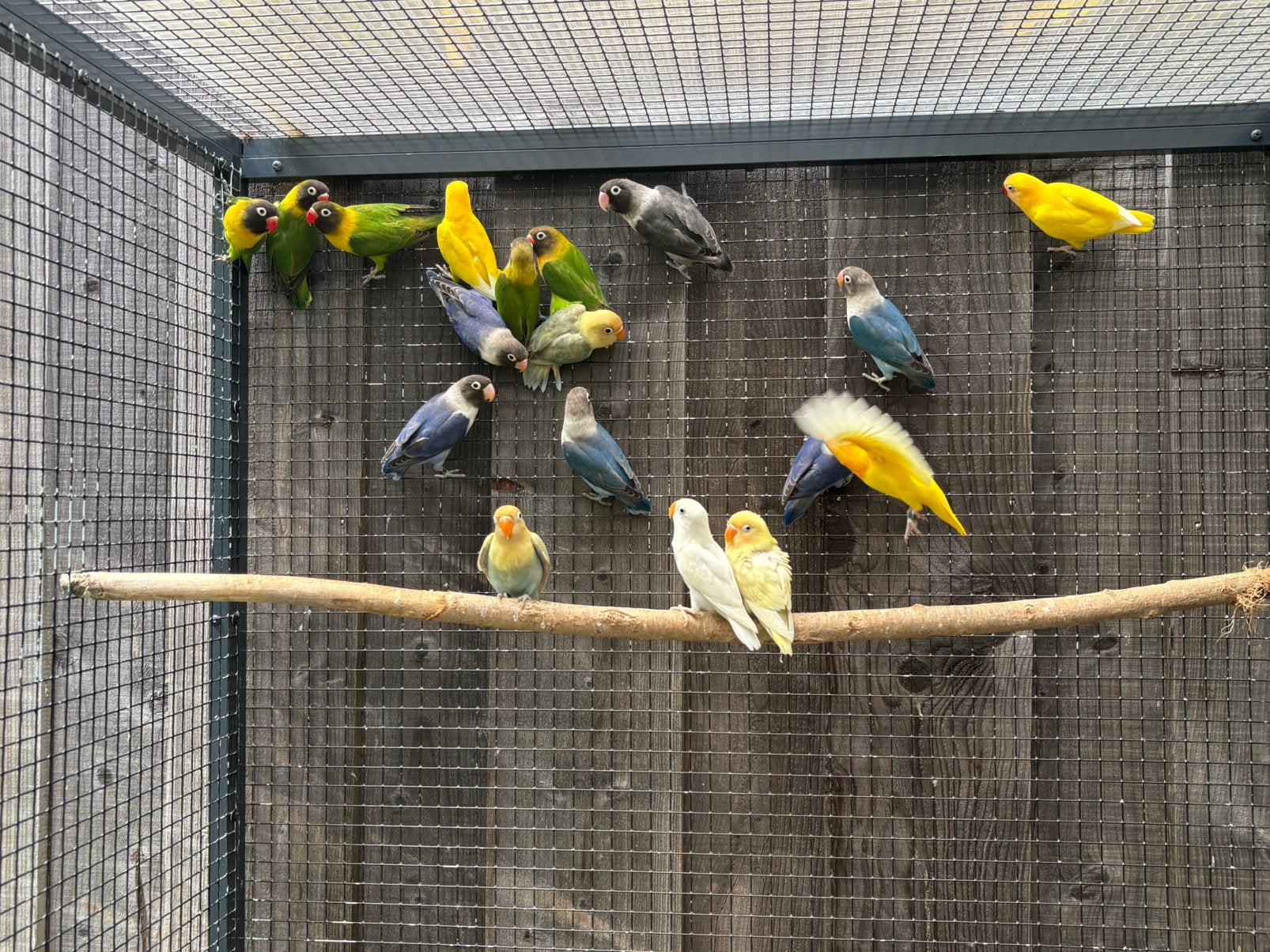 Personatas, Dieren en Toebehoren, Meerdere dieren