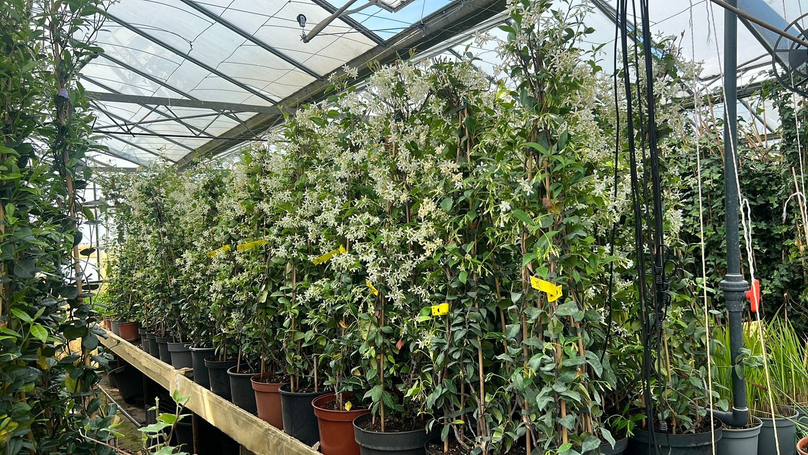 Toscaanse Jasmijn, betaalbare haag,van 20/40 tot 200/250  cm, Volle zon, Vaste plant, Ophalen of Verzenden, Klimplanten
