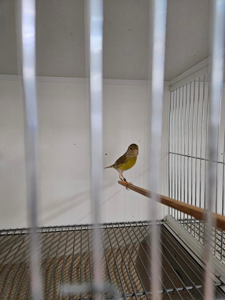 Broedrijpe raza pop cinnamon, Dieren en Toebehoren, Vogels | Kanaries, Vrouwelijk, Kleurkanarie