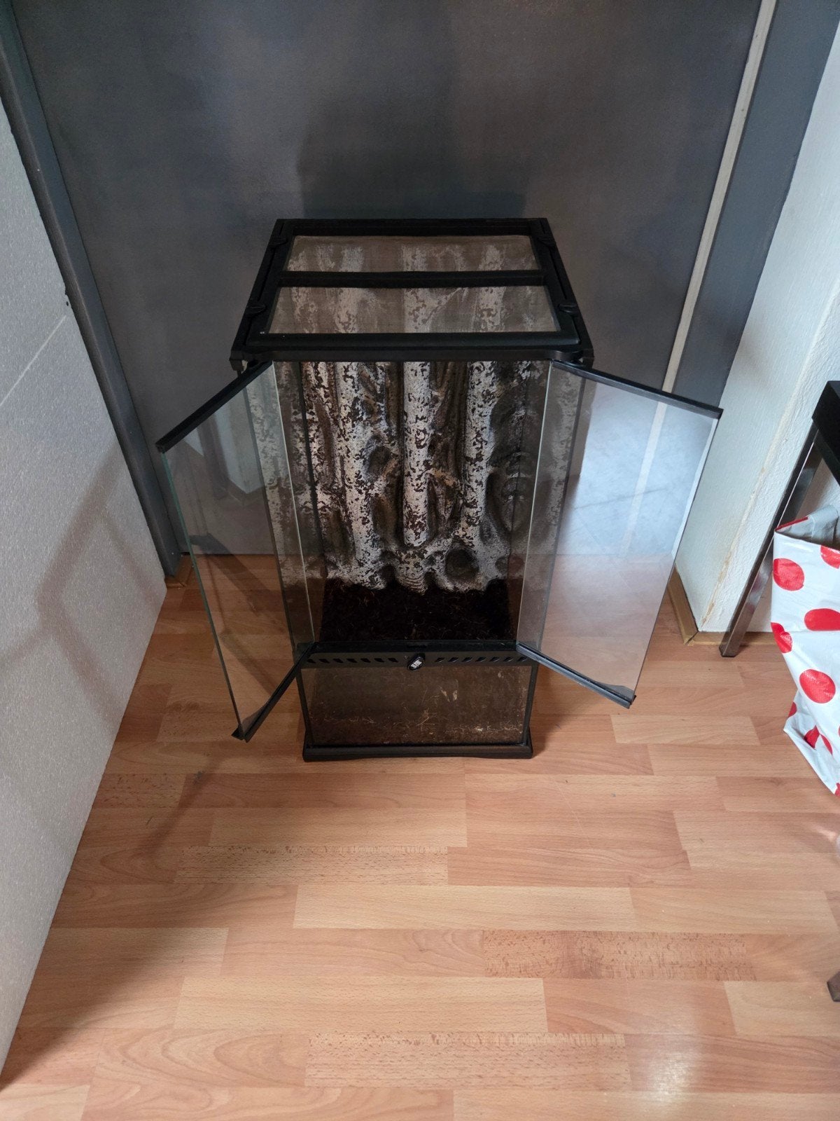 Wimpergekko incl terrarium 30x30x60 Crested Gecko photo 5