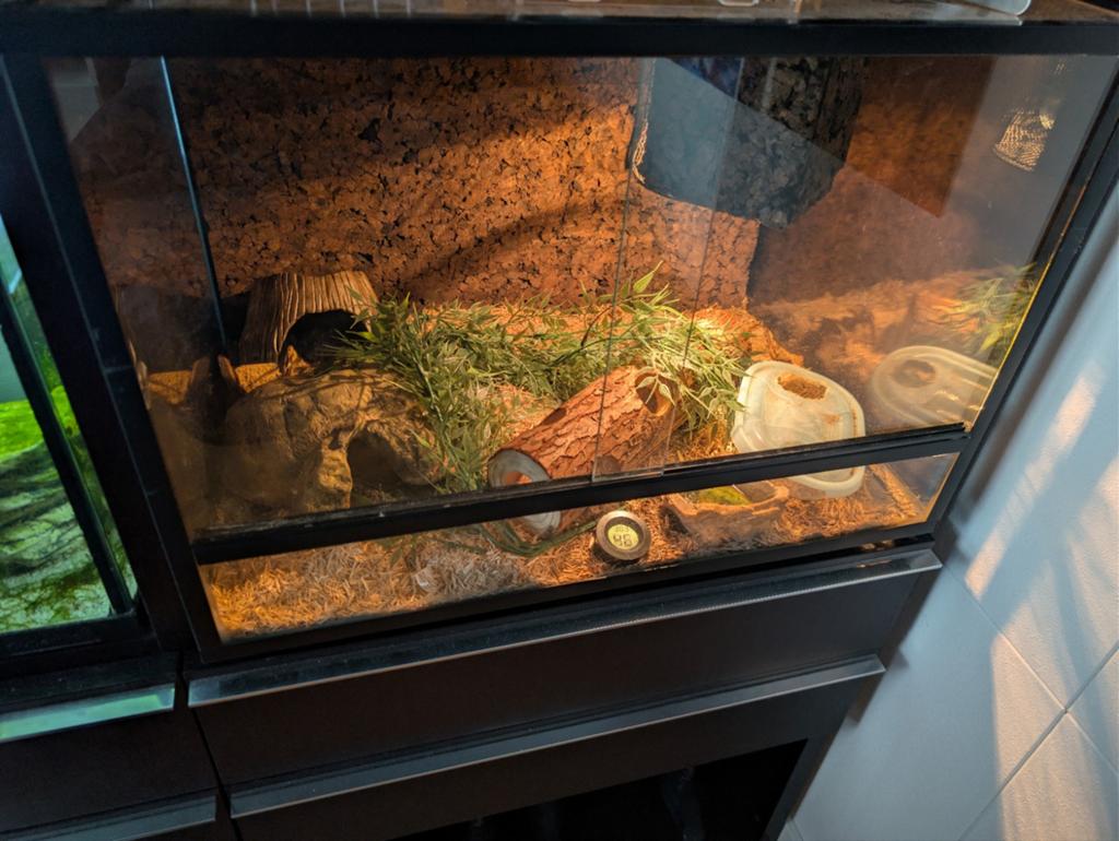 Haakneusslang met terrarium!, Dieren en Toebehoren, Slang, Met terrarium, 0 tot 2 jaar