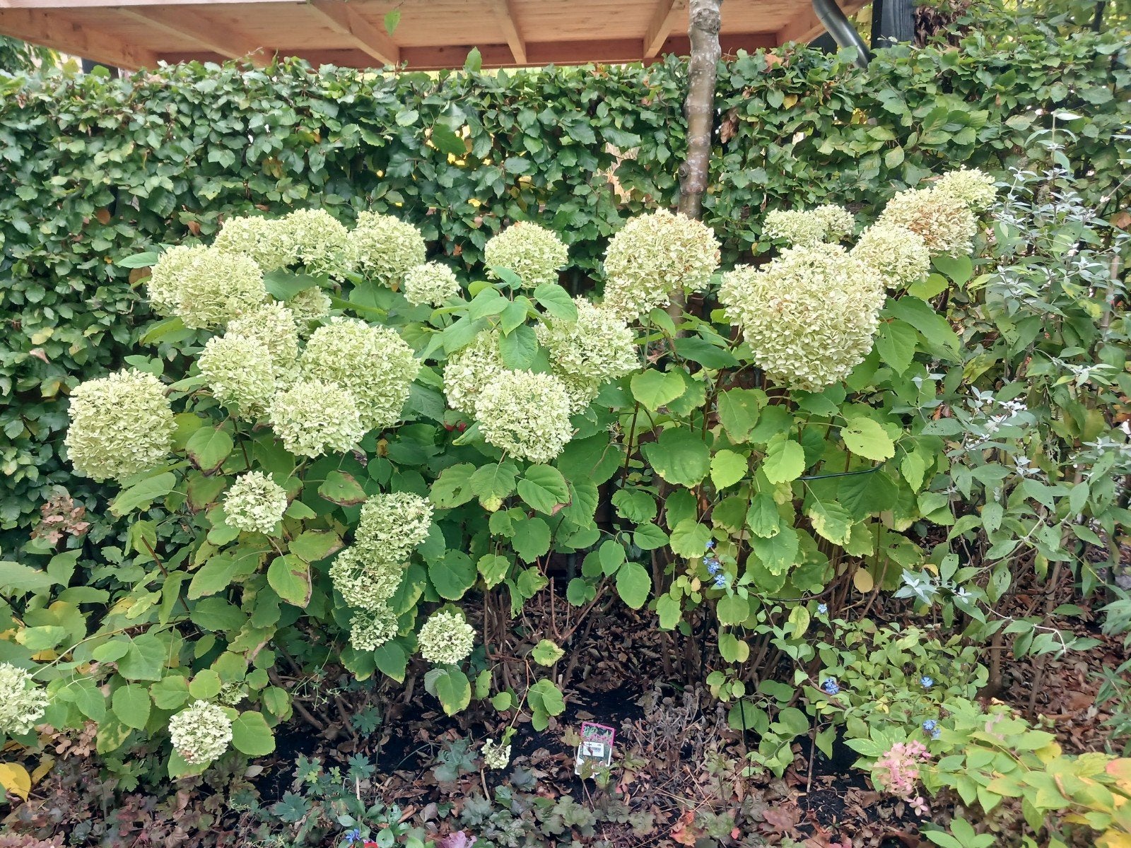 hortensia - strong annabelle, Ophalen, Vaste plant, Overige soorten, Halfschaduw
