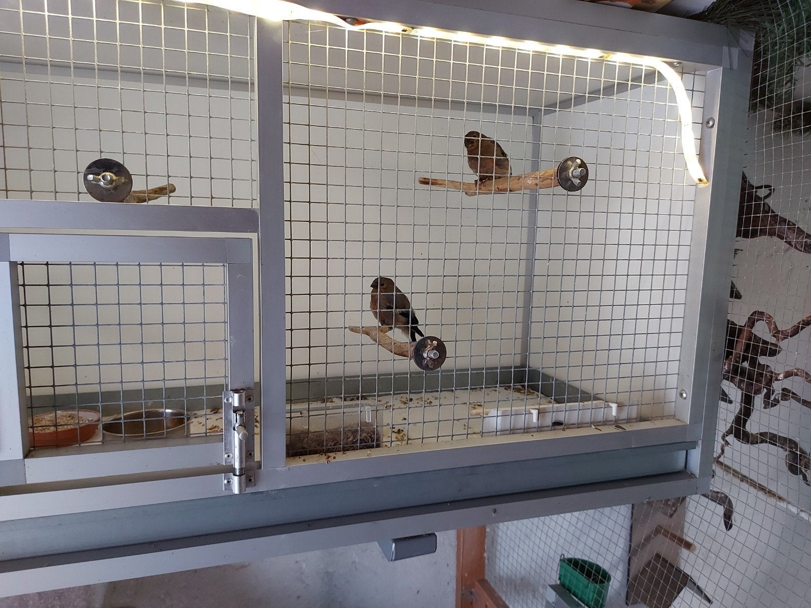 Goudvinken groot., Dieren en Toebehoren, Vogels | Overige Vogels, Mannelijk, Wildzangvogel, Geringd