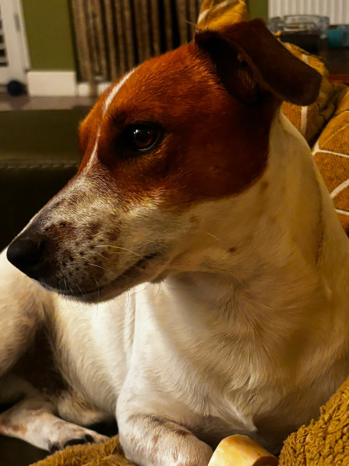 Dekreu Jack Russell (dus niet te koop), Reu, 1 tot 2 jaar, Eén hond, CDV (hondenziekte)
