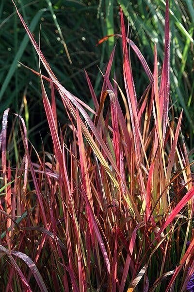 Bloedgras. Imperata Red Baron p9, Ophalen, Vaste plant, Siergrassen, Bloeit niet
