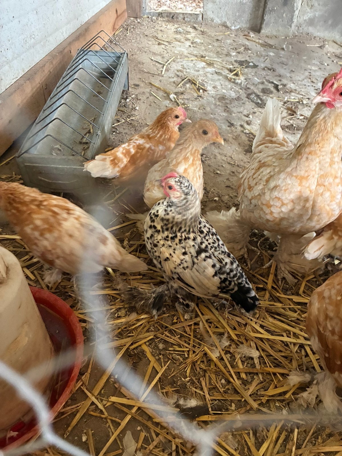 Sabelpootkriel kuikens, Dieren en Toebehoren, Pluimvee, Meerdere dieren, Kip
