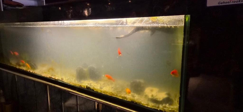 Groot aquarium uit Chinees restaurant, Dieren en Toebehoren, Ophalen of Verzenden, Gebruikt, Gevuld zoetwateraquarium