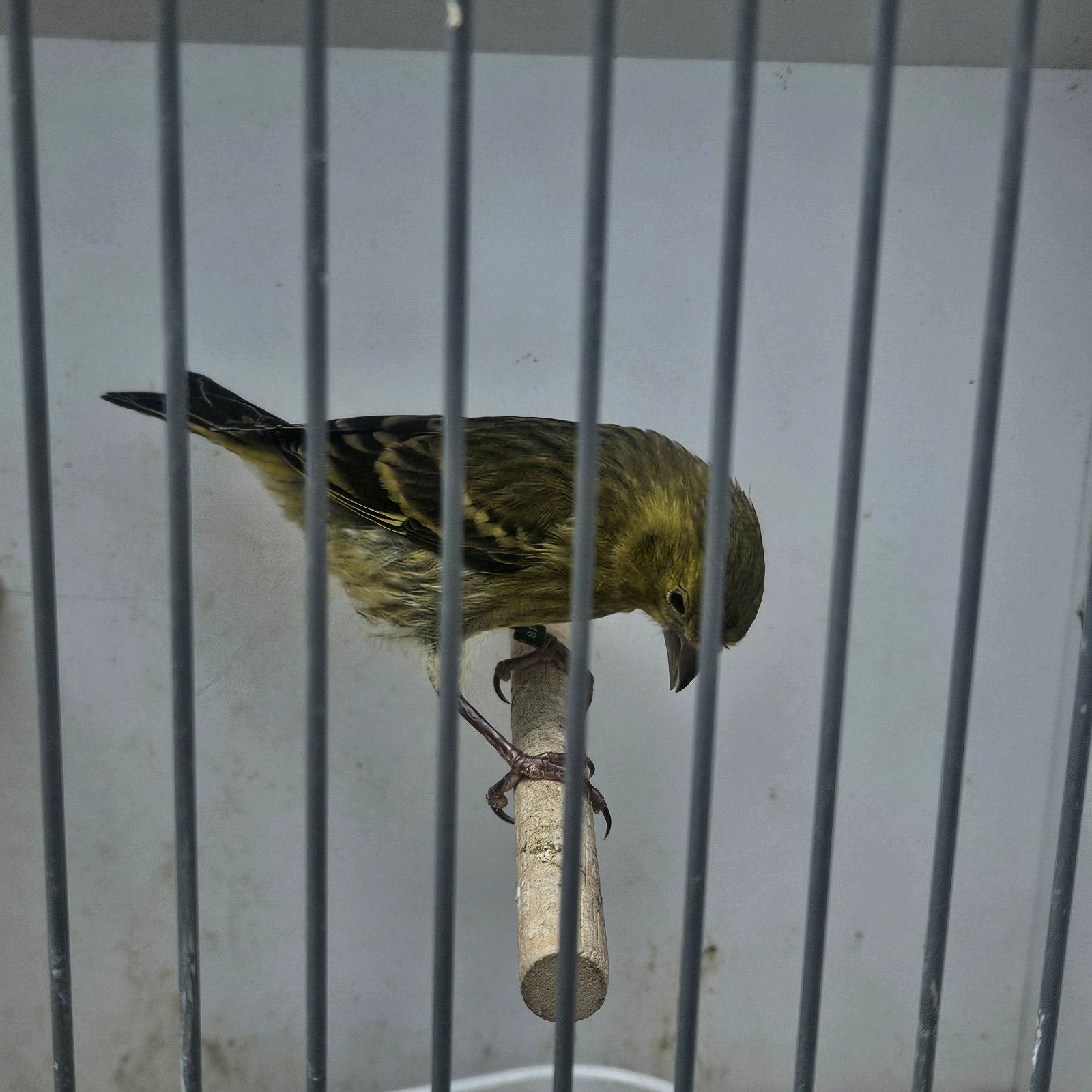 Zwartkop sijs x kanarie man 2026, Mannelijk, Tropenvogel, Geringd