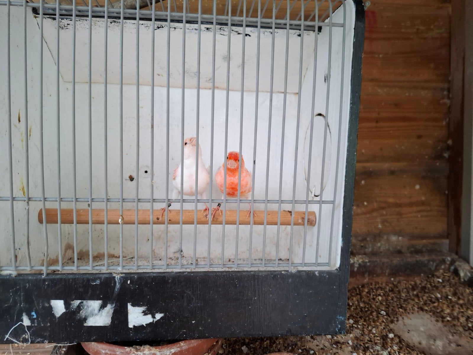 koppels, Dieren en Toebehoren, Meerdere dieren, Kleurkanarie