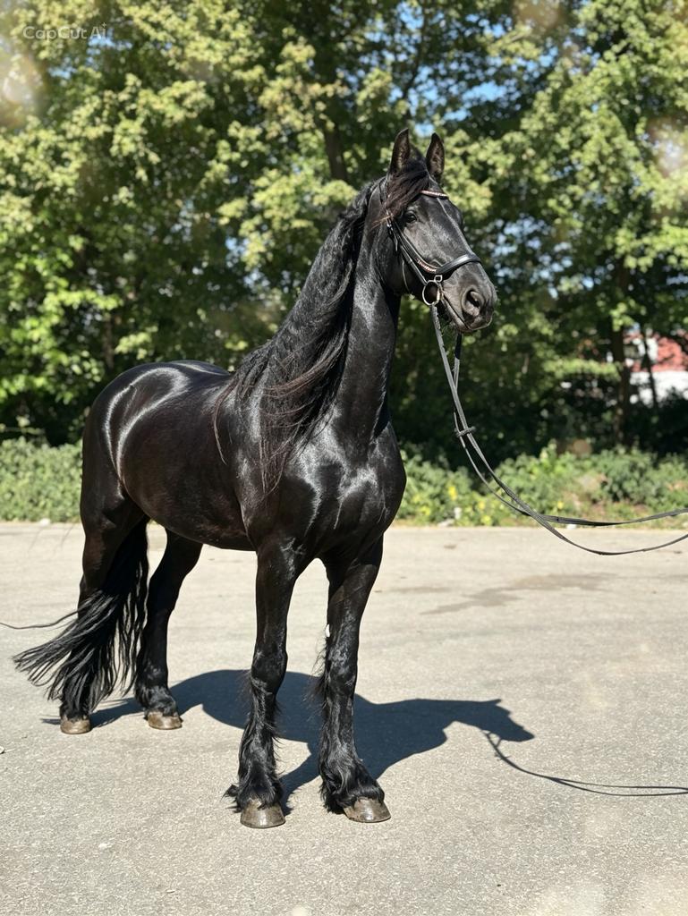 Prachtige Friese ruin 5 jaar echte eyecatcher met kwaliteit, Ruin, Zadelmak, Met stamboom, Recreatiepaard