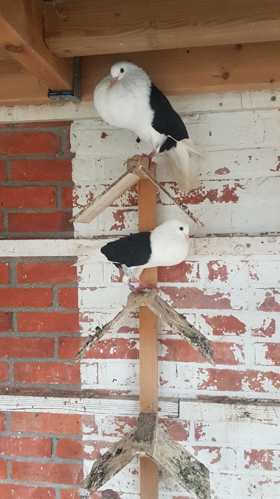 3 voorburgse zwartschild schildkroppertjes., Dieren en Toebehoren, Meerdere dieren, Kropper