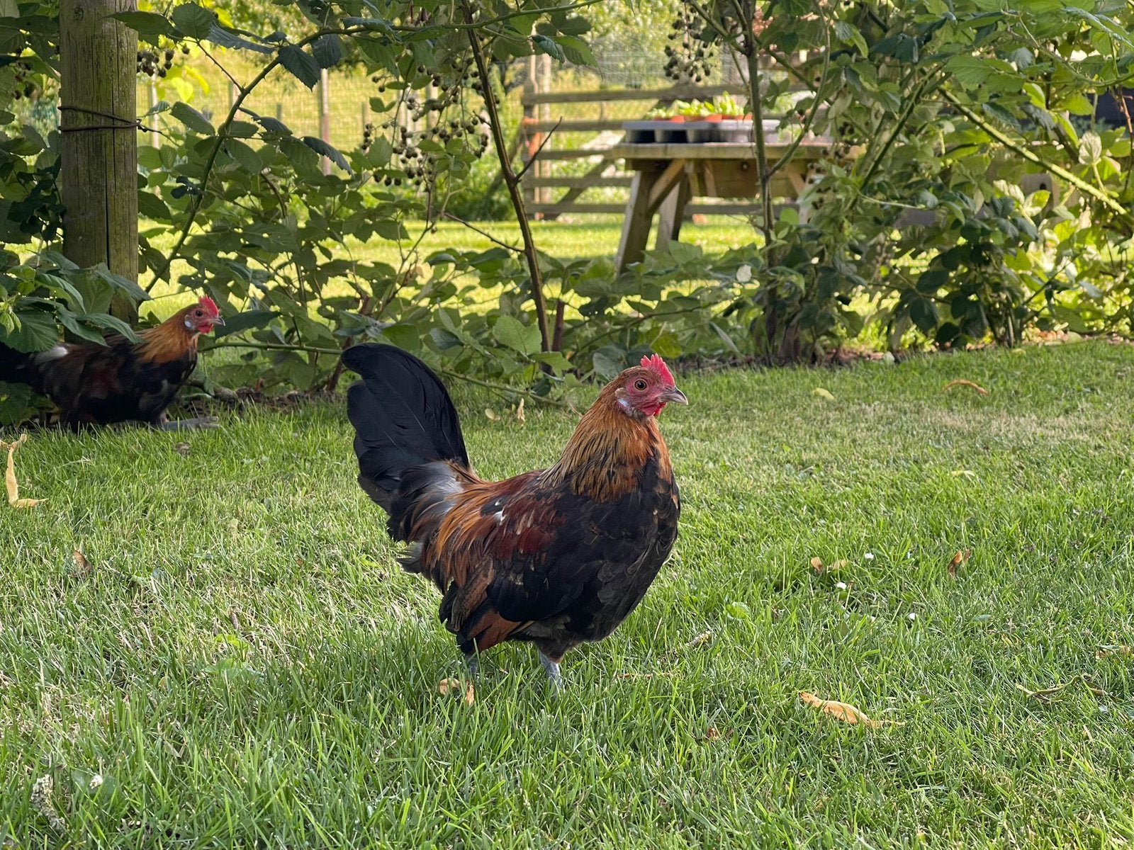 Super mooie krielhaantjes, Dieren en Toebehoren, Pluimvee, Mannelijk, Kip