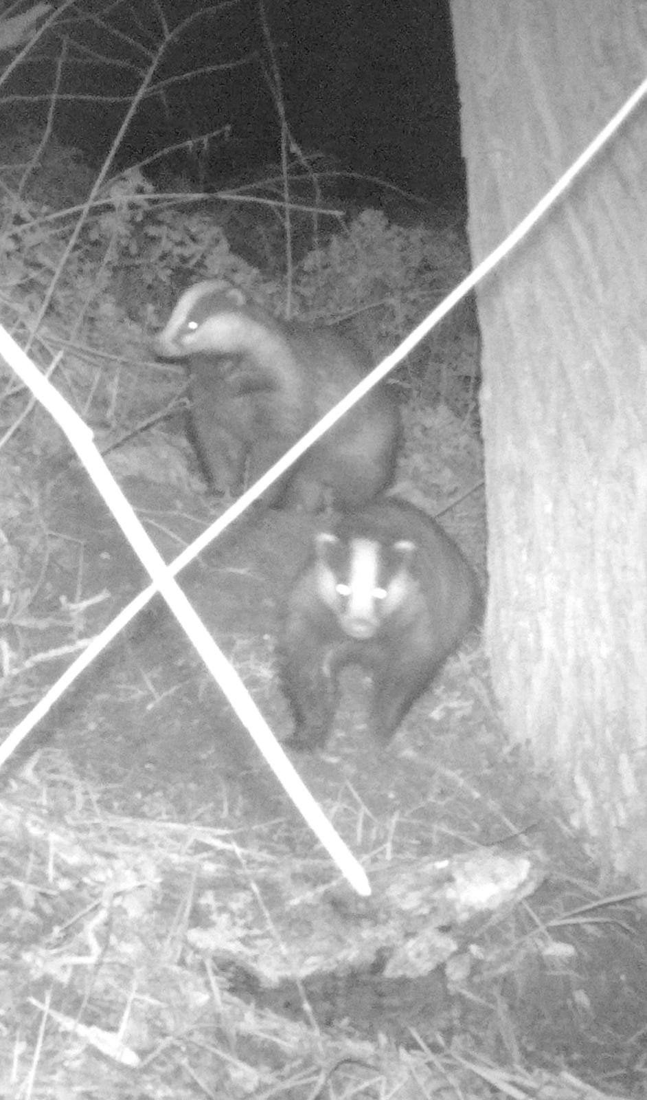 Vogelkijkhut HET WATERRIJK te Etten gld, Ophalen of Verzenden