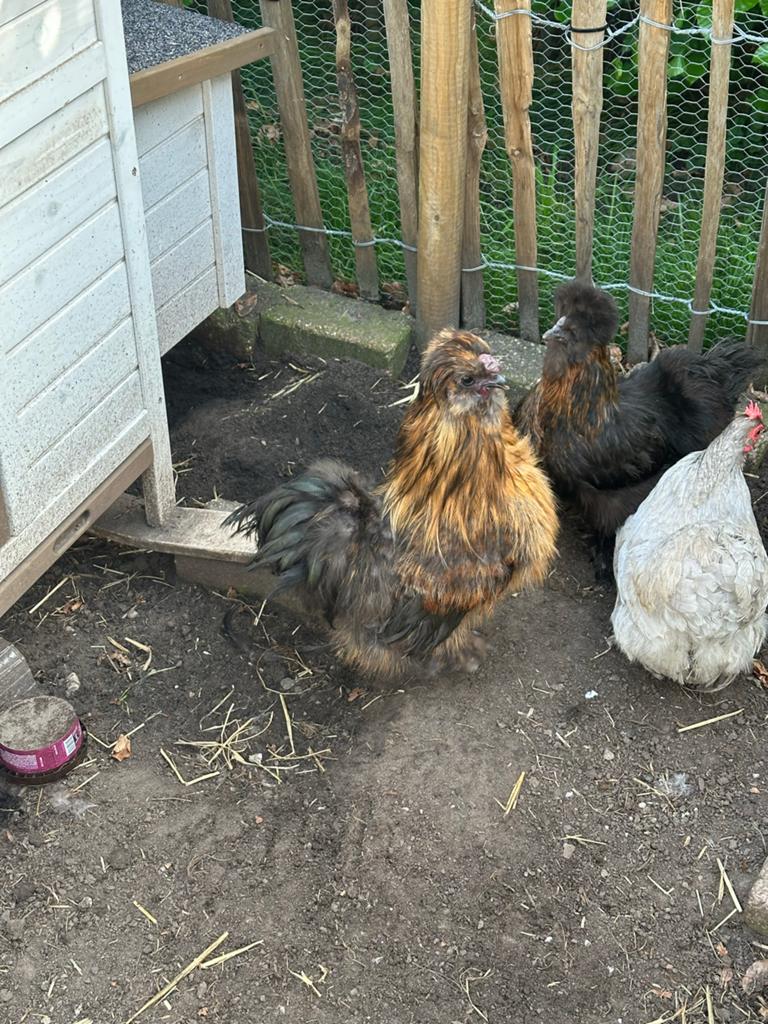 Gratis zijdehoen haan, Dieren en Toebehoren, Pluimvee, Mannelijk, Kip
