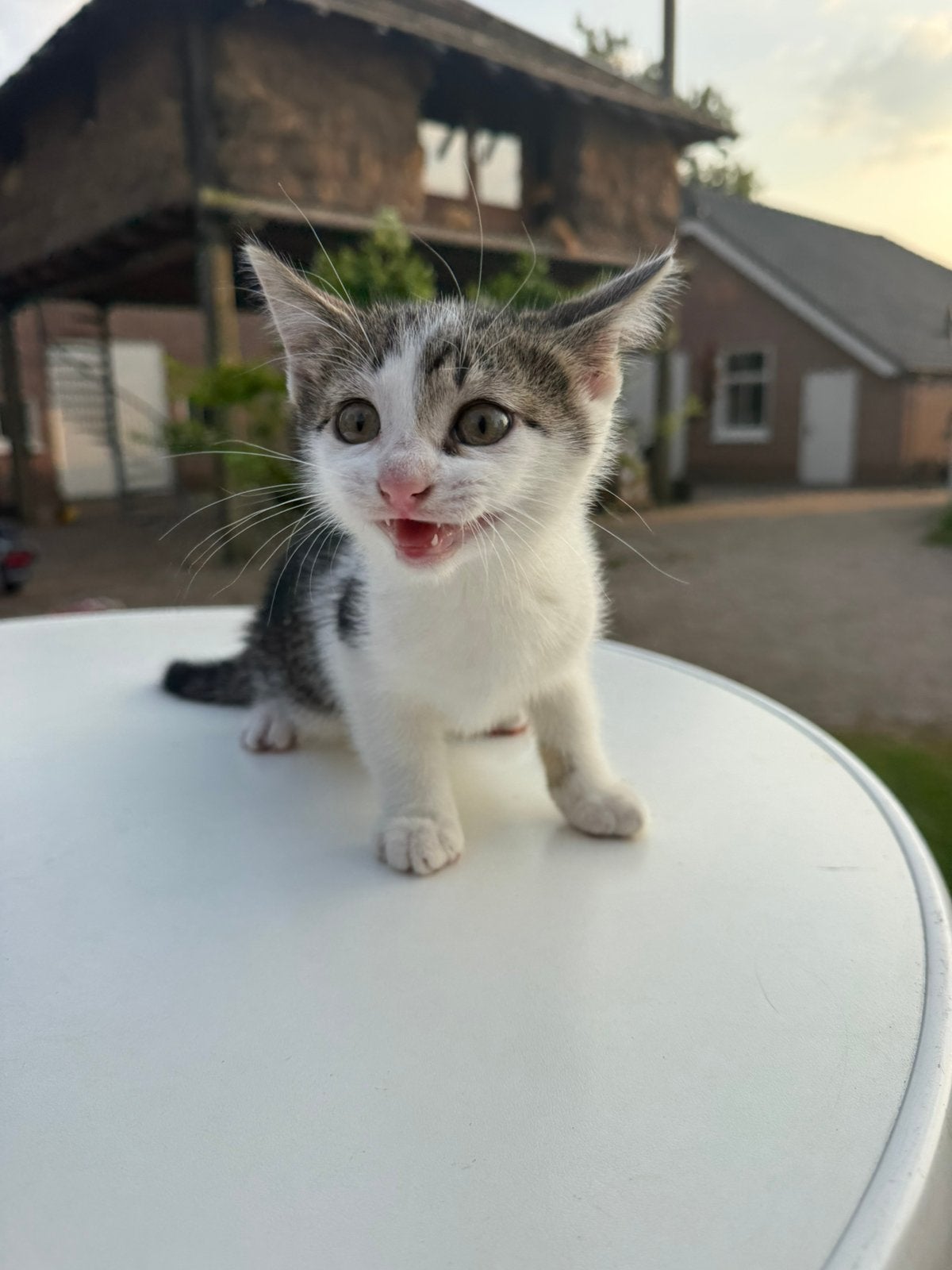 Jonge kittens zoeken met spoed nieuw huisje, Meerdere dieren, Kortharig, 0 tot 2 jaar