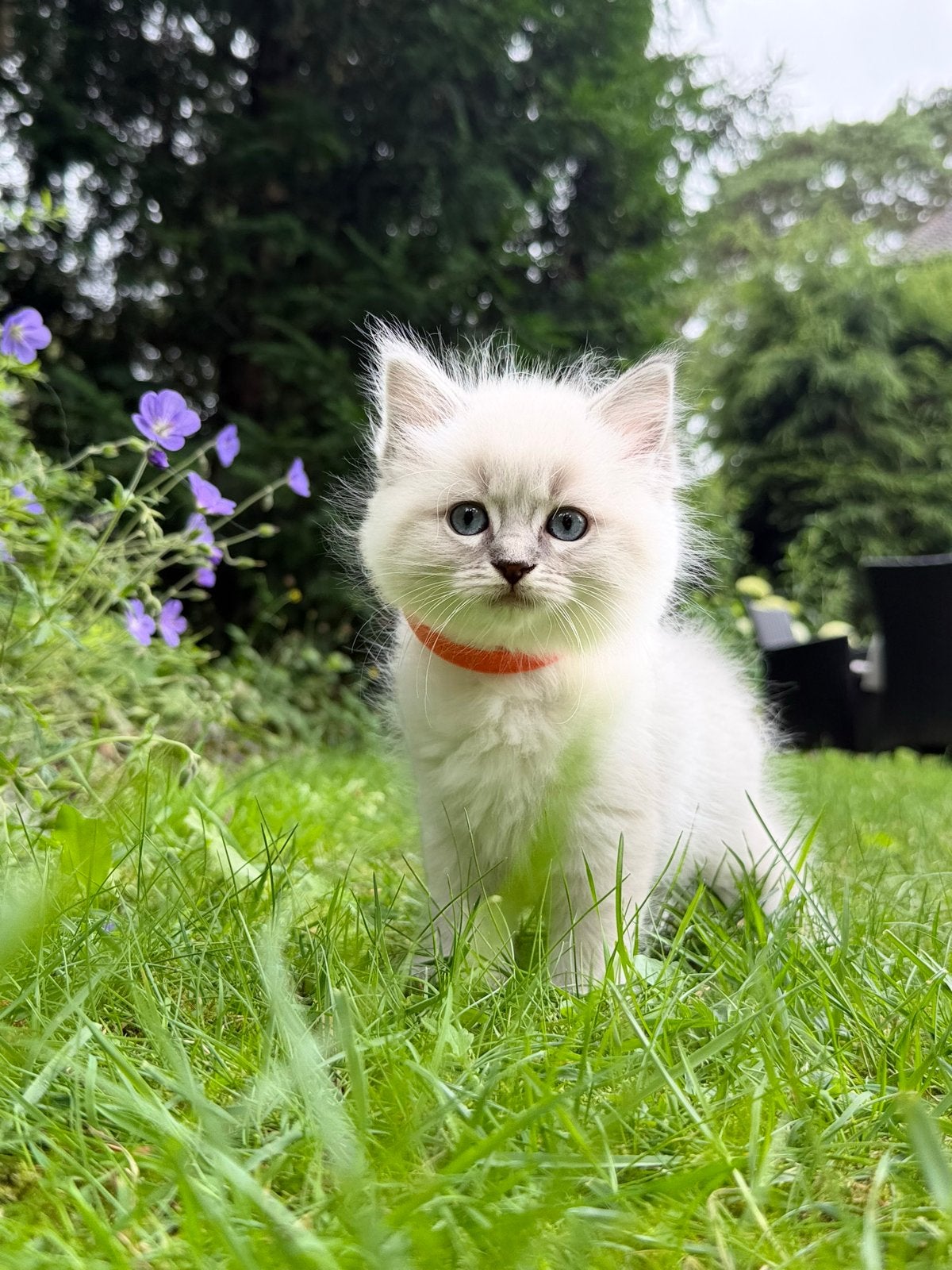 Ragdoll kittens : Nog 2 beschikbaar!, Meerdere dieren, Gechipt, 0 tot 2 jaar
